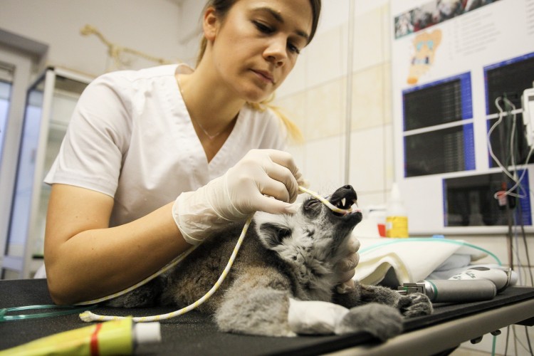 Lemur Julian przeszedł operację we Wrocławiu [ZDJĘCIA], Magda Pasiewicz